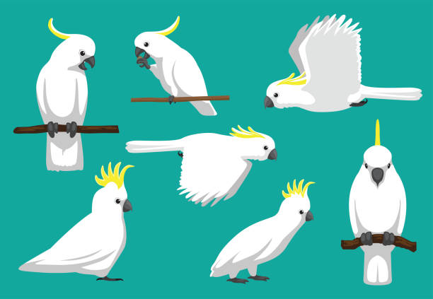 Animal Cartoon Bird Parrot Sulphur-Crested Cockatoo Vector Illustration Animal Cartoon EPS10 File Format sulphur crested cockatoo (cacatua galerita) stock illustrations