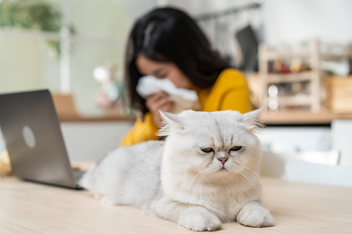 Asian young woman suffering from allergies to cat's fur and sneezes. Attractive beautiful girl use laptop computer work from home and put tissue cover her nose while sneezing due to pet's fur allergy.