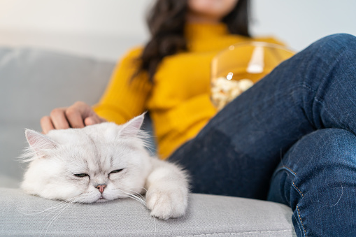 Close up of young women stroking domestic cat while watching movie. Attractive beautiful female sit on sofa, spend leisure free time with her little pet kitty animal with gentle in living room at home