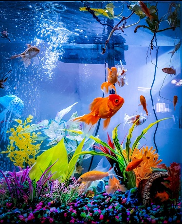 Beautiful community Goldfish aquarium