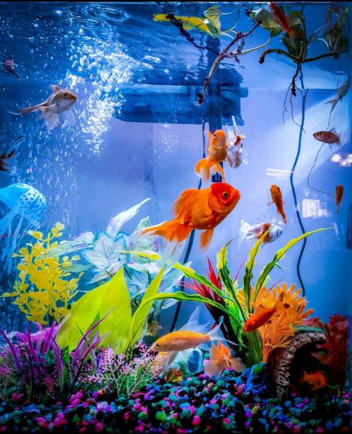 Goldfish Aquarium Beautiful community Goldfish aquarium gold fish tank stock pictures, royalty-free photos & images