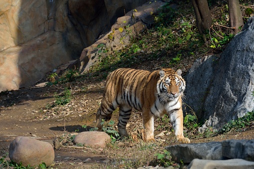 Bengal Tigers in zoo park