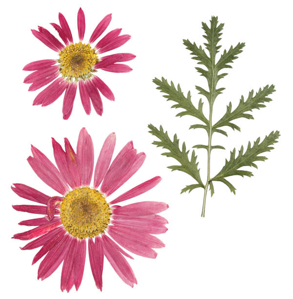 istock Pressed and dried chrysanthemum flower, isolated on white background. For use in scrapbooking, floristry or herbarium 1368126919