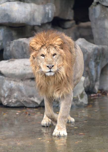istock The head of a lioness 1368127446