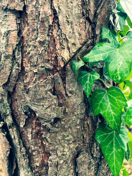 A coarse tree bark overgrown with green plants.