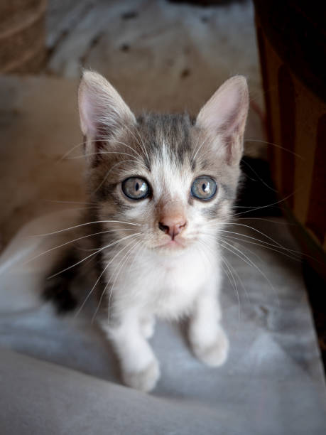 istock White-Brown Kitten Staring at The Camera 1368128712