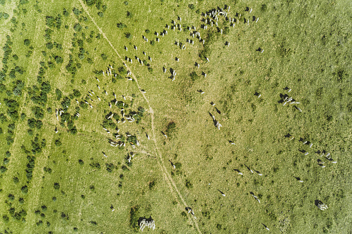 Aerial View of the Sheep Herd on Agriculture Farm
