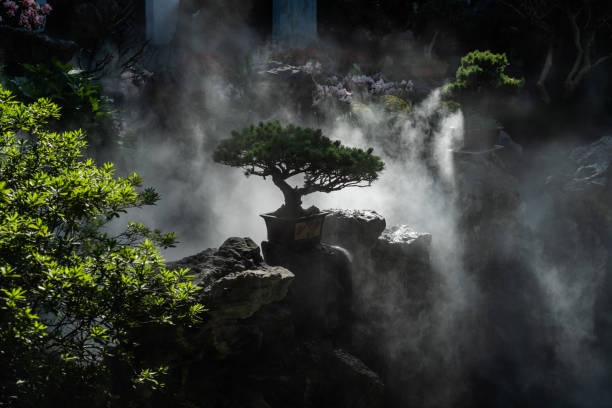 View of Bonsai Tree stock photo