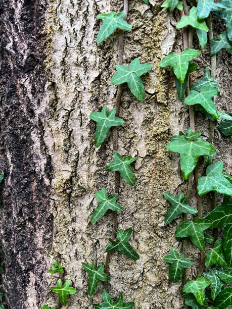 A coarse and wet tree bark overgrown with green plants.
