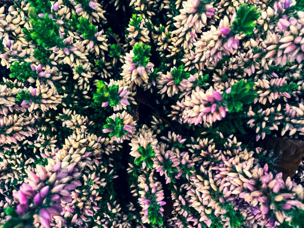 Pink garden plants in winter.