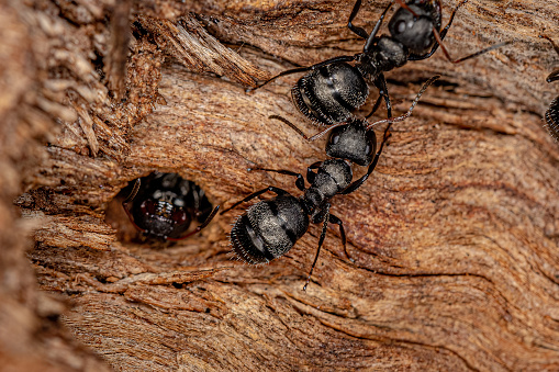 Adult Female Carpenter Ants of the genus Camponotus