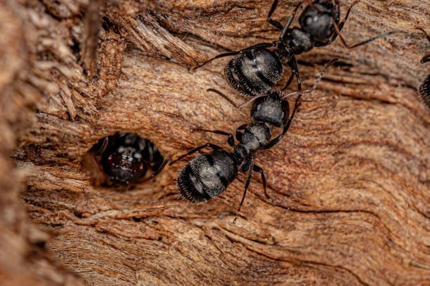Adult Female Carpenter Ants stock photo