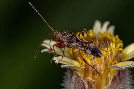 Adult Dirt-colored Seed Bug of the Tribe Myodochini