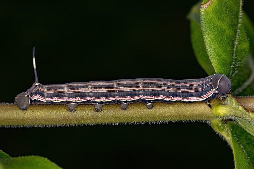Macroglossine Sphinx Moth Caterpillar of the species Isognathus allamandae
