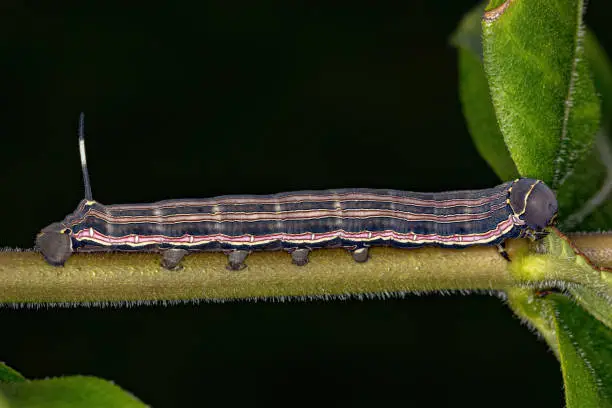 Photo of Macroglossine Sphinx Moth Caterpillar