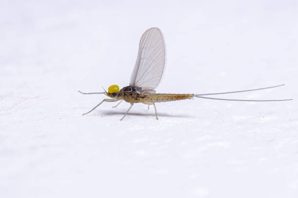 dorosły samiec mayfly insect - baetis zdjęcia i obrazy z banku zdjęć