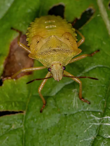 Stink Bug Nymph of the Tribe Carpocorini