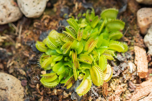 istock Venus flytrap Dionaea muscipula carnivorous plant close up 1368131807