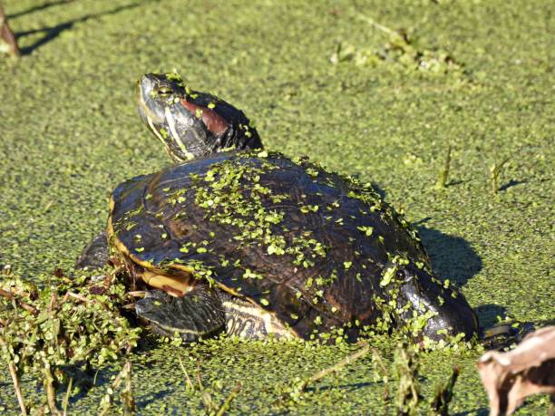 istock Red-eared slider Turtle (Trachemys scripta elegans) - resting in the duckweeds 1368131913