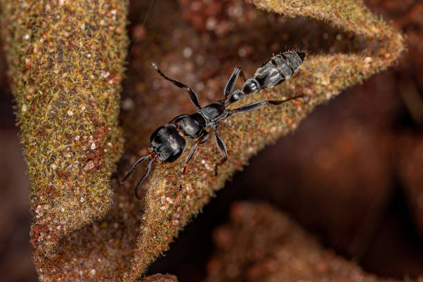 istock Adult Female Twig Ant 1368132631