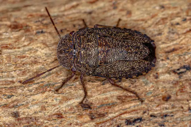 Adult Stink bug of the Genus Ischnopelta