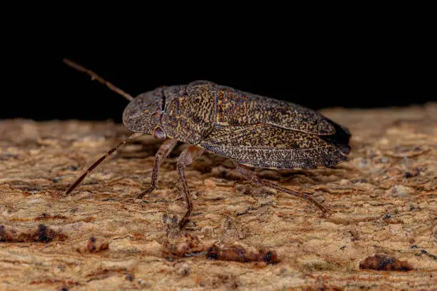 Adult Stink bug of the Genus Ischnopelta