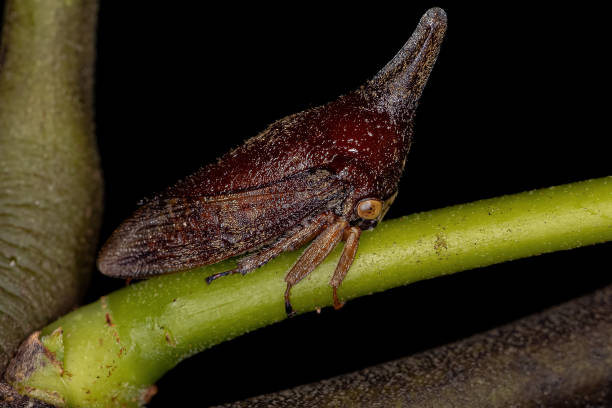 Adult Typical Treehopper stock photo