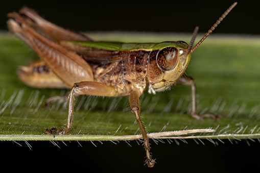 Adult Stridulating Slant-faced Grasshopper of the Tribe Orphulellini