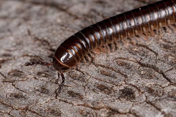 istock Adult Common Brown Millipede 1368132754