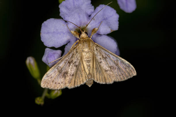 istock Adult Pearl Moth 1368132892