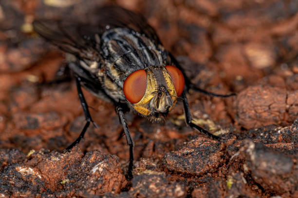 istock Adult Flesh Fly 1368133440