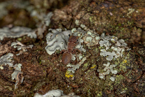 istock Adult Turtle Ant 1368133774