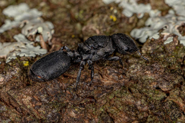 istock Adult Black Queen Turtle Ant 1368133775
