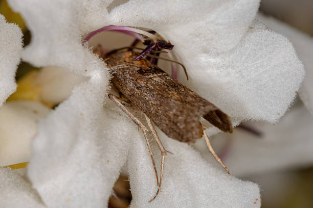 Adult Moth Insect of the order lepidoptera