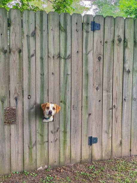 A dog in rural Arkansas peers through the hole of a fence.