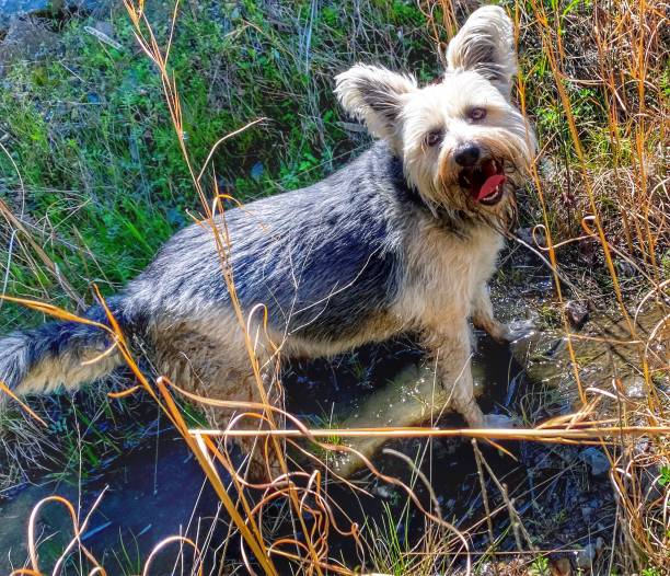 istock Schnauzer on an Arkansas  forest trail 1368134600