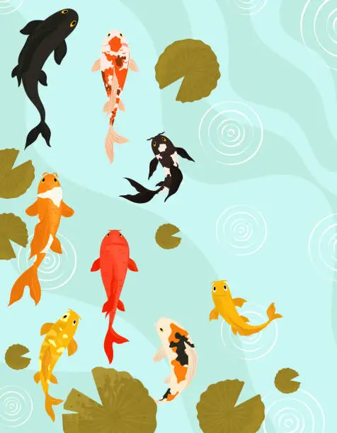 Vector illustration of japanese koi fishes