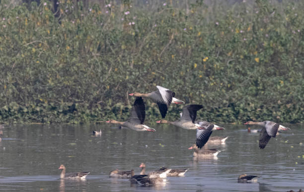 istock Greylag goose duck in flight 1368137235