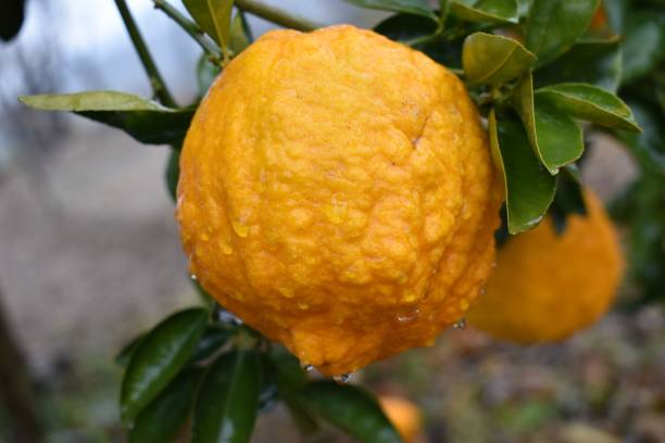istock Ripe lemons hanging on a tree with rain drops , Nature background 1368137251