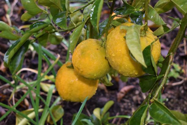 istock Ripe lemons hanging on a tree with rain drops , Nature background 1368137264