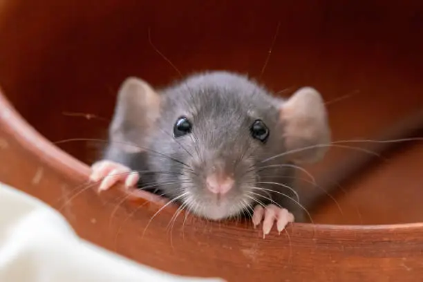 Photo of The head of a gray Dumbo rat on a white background, she sits in a clay plate and looks out, putting her front paws on the edge