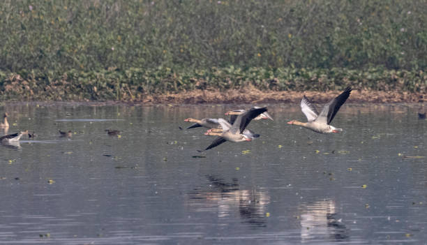 istock Greylag goose duck in flight 1368137969