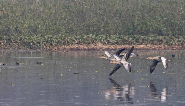 istock Greylag goose duck in flight 1368137970