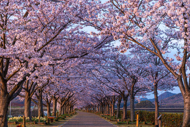istock Oh, beautiful Japan 1368138240