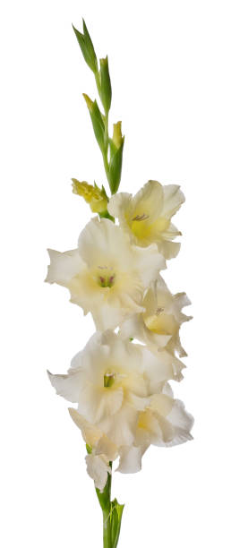 única flor de gladiolo de color limón claro brillante - gladiolus flower white isolated fotografías e imágenes de stock