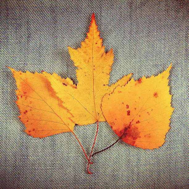Toned Photo of the Autumnal Leaves on the Textile Background