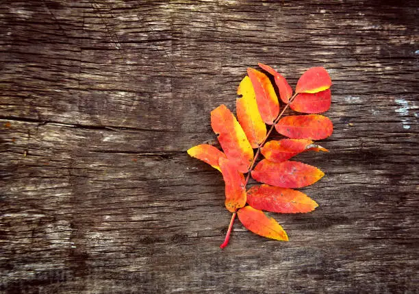 Autumnal Leaf On the Wooden Board Background
