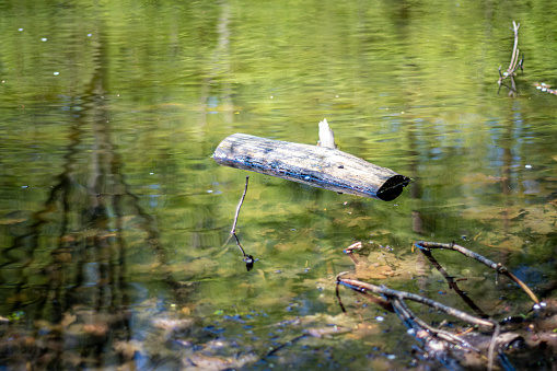 Stillness in the morning light Winton Wetlands Victoria Australia