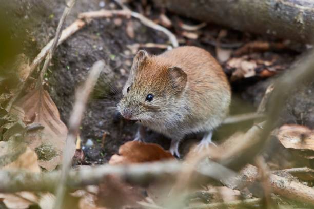 istock Bank vole (Clethrionomys glareolus) hiding between the leaves 1368141090