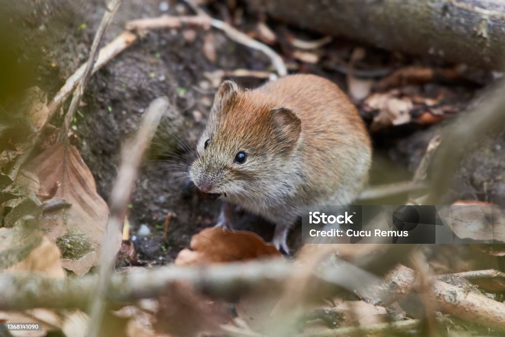 Bank vole (Clethrionomys glareolus) hiding between the leaves Mouse - Animal Stock Photo